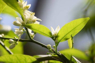 Mandalina çiçekleri, polenleme olmadan kolayca çekirdeksiz partenokarik meyveler oluştururlar, özellikle de tek bir ağaç meyve verebilsin diye..
