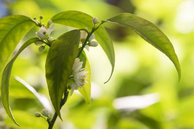 Mandalina çiçekleri, polenleme olmadan kolayca çekirdeksiz partenokarik meyveler oluştururlar, özellikle de tek bir ağaç meyve verebilsin diye..