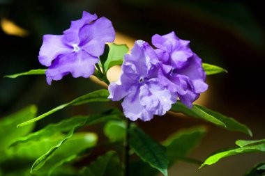 Brunfelsia, Solanaceae ailesinin parlak bir temsilcisidir. Ayırt edici özelliği, pahalı bir parfümden aşağı kalmayan ince ve rafine bir kokusudur. Kokulu güzelliğin doğduğu yer Antiller 'dir. Güney Amerika 'da yetişir.