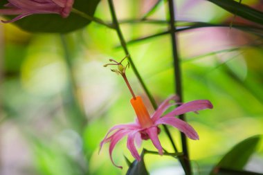 Tutku çiçekleri, Yeni Dünya 'nın Avrupa bahçelerine giren ilk çiçeklerinden biriydi. Passionflora 'nın bilinen ilk tarifi 1553 yılında Pedro Cieza de Leon tarafından Kolombiya' da yetişen granadillaları tanımlayarak verilmiştir.. 
