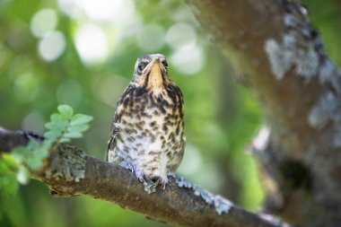 Dağ külleri orta büyüklükte bir ardıç kuşu türüdür: gövde uzunluğu ortalama 25 cm, kanat açıklığı 45 cm 'ye kadar çıkar. Kolayca renkleri ile tanınırlar: gri baş, siyah göğüs, benekli, kahverengi sırt ve kanat örtüleri..