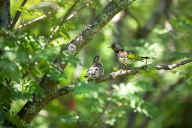 Dağ külleri orta büyüklükte bir ardıç kuşu türüdür: gövde uzunluğu ortalama 25 cm, kanat açıklığı 45 cm 'ye kadar çıkar. Kolayca renkleri ile tanınırlar: gri baş, siyah göğüs, benekli, kahverengi sırt ve kanat örtüleri..