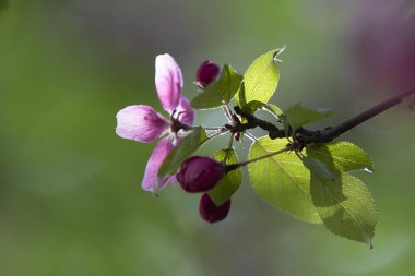 Kiraz çiçeği baharın bize verdiği en muhteşem manzaralardan biridir. Bu ağacın kar beyazı ve pembe çiçekleri sadece Japonya 'da değil, tüm dünyada şehirleri süslüyor..