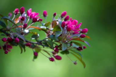 Kiraz çiçeği baharın bize verdiği en muhteşem manzaralardan biridir. Bu ağacın kar beyazı ve pembe çiçekleri sadece Japonya 'da değil, tüm dünyada şehirleri süslüyor..