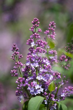 Leylak, Olive familyasına ait bir çalılık cinsidir. Cins, Güneydoğu Avrupa 'da vahşi bir eyalete dağılmış yaklaşık otuz türü içerir.