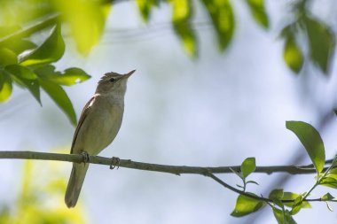 Bahçe sazlığı bülbülü (Lat. Acrocephalus dumetorum, sazlık bülbülü (