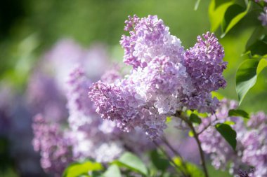 Leylak, Olive familyasına ait bir çalılık cinsidir. Cins, Güneydoğu Avrupa 'da vahşi bir eyalete dağılmış yaklaşık otuz türü içerir.