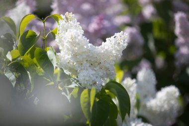 Leylak, Olive familyasına ait bir çalılık cinsidir. Cins, Güneydoğu Avrupa 'da vahşi bir eyalete dağılmış yaklaşık otuz türü içerir.