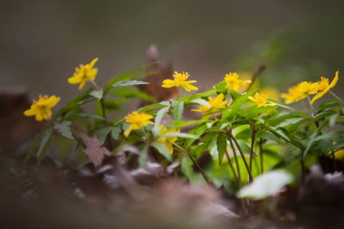 Buttercup, Düğünçiçeği (Ranunculaceae) familyasından yıllık veya daimi otçul bir bitki cinsidir. Keskin ve bazen de zehirli suyu olan su veya karasal bitkiler..