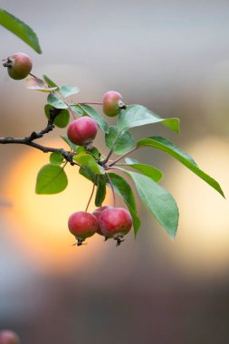 Elma, taze yenmiş bir elma ağacının sulu bir meyvesidir ve yemek pişirmede ve içki yapımında hammadde olarak kullanılır. En yaygın olanı evcil elma ağacıdır, erik yapraklı elma ağacı daha az yetişir.. 