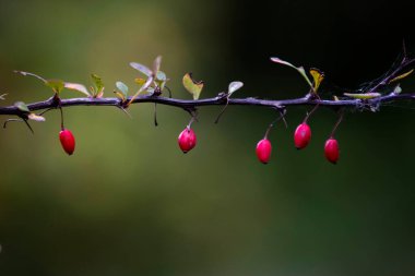 Barberry (Latince: Brberis), Berberidaceae familyasından çok nadir görülen bir ağaç cinsidir. Bahçelerde yetiştirilir ve bazen kuzey ve St. Petersburg 'un yanı sıra güney ve orta Avrupa' da çalılıklar arasında meydana gelir.