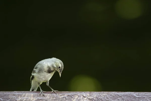 Motacilla Género Aves Paseriformes Perteneciente Familia Wagtail Hay Relativamente Pocas — Foto de Stock