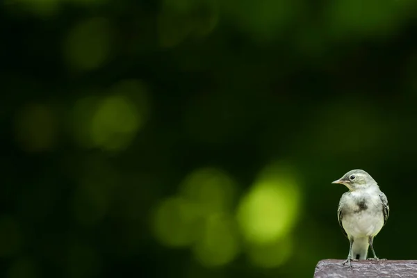 Vagnarna Latin Motacilla Ett Släkte Sångfåglar Vagnsfamiljen Det Finns Relativt — Stockfoto