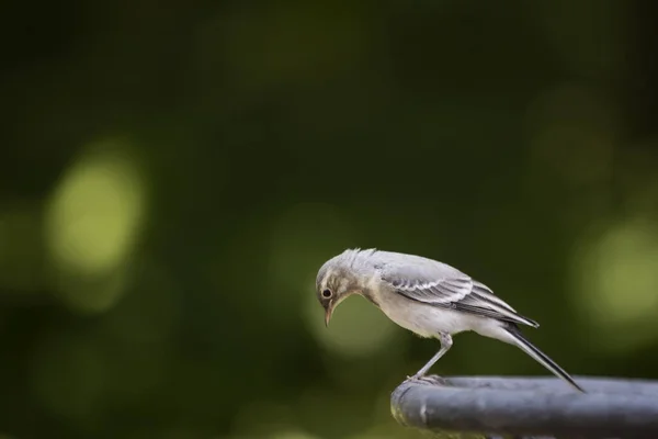 Les Wagtails Latin Motacilla Sont Genre Oiseaux Chanteurs Famille Des — Photo