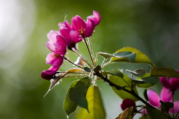 Flor Cerejeira Uma Das Vistas Mais Incríveis Que Primavera Nos — Fotografia de Stock