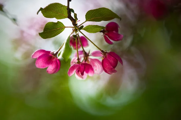 Flor Cerejeira Uma Das Vistas Mais Incríveis Que Primavera Nos — Fotografia de Stock