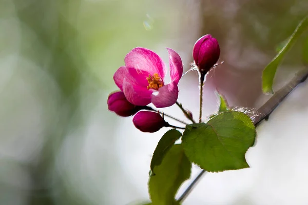 벚꽃은 우리가 수있는 놀라운 가운데 하나입니다 눈처럼 하얗고 분홍색인 나무의 — 스톡 사진