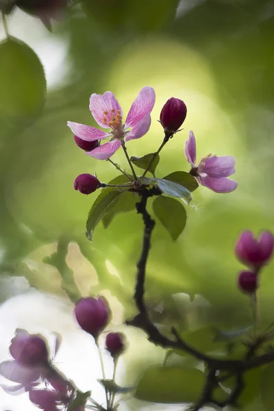 桜は私たちに春を与える最も素晴らしい観光スポットの一つです 日本だけでなく世界中の都市を彩る白雪とピンクの花々 — ストック写真