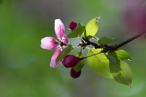 Flor Cerejeira Uma Das Vistas Mais Incríveis Que Primavera Nos — Fotografia de Stock