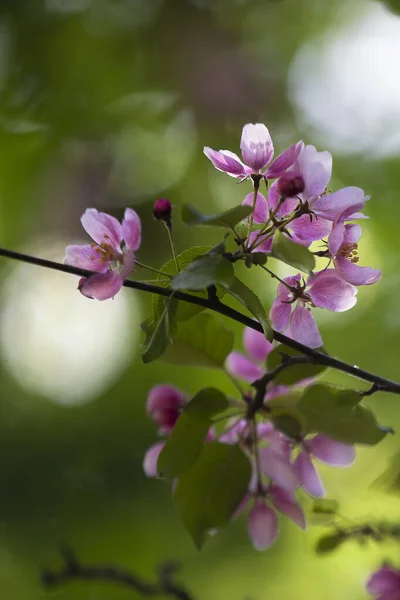 Flor Cerejeira Uma Das Vistas Mais Incríveis Que Primavera Nos — Fotografia de Stock