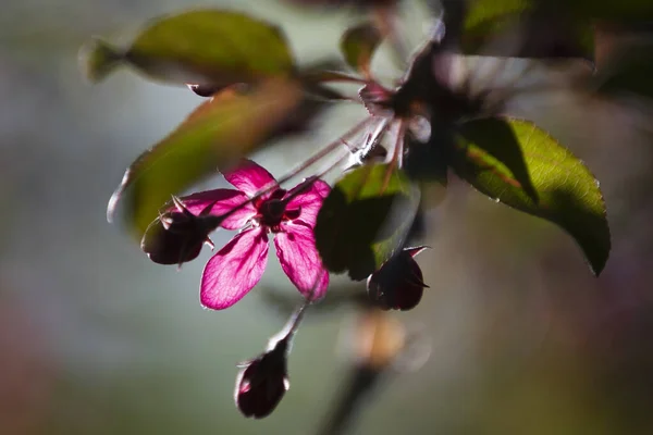 Цвіт Цієї Рослини Одне Найдивовижніших Місць Яке Дає Нам Весна — стокове фото