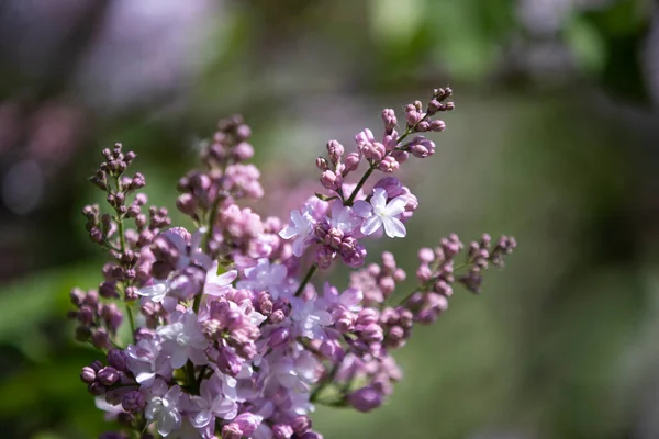 ライラック Lilac オリーブ科 ラテンオリーア科 の低木の属です 本属には東南ヨーロッパの野生状態で分布する約30種が含まれます — ストック写真