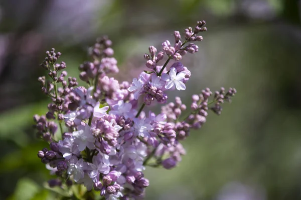 ライラック Lilac オリーブ科 ラテンオリーア科 の低木の属です 本属には東南ヨーロッパの野生状態で分布する約30種が含まれます — ストック写真
