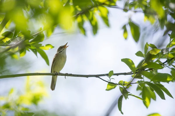 Giardino Canneto Parula Lat Acrocephalus Dumetorum Uccello Canterino Della Famiglia — Foto Stock