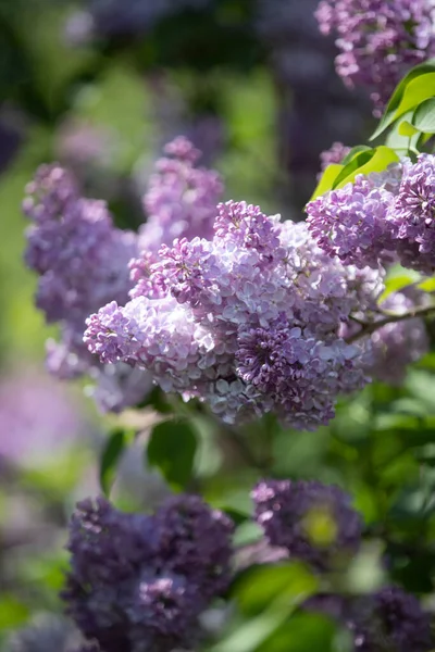 Leylak, Olive familyasına ait bir çalılık cinsidir. Cins, Güneydoğu Avrupa 'da vahşi bir eyalete dağılmış yaklaşık otuz türü içerir.