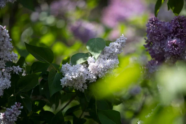 Liliowy Rodzaj Krzewów Rodziny Oliwkowatych Oleaceae Rodzaj Obejmuje Około Trzydziestu — Zdjęcie stockowe