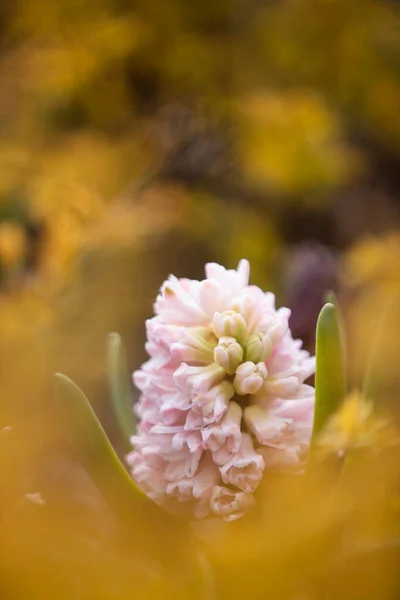 水仙花属 Hyacinth 是芦笋科植物的一个属 它被分配到自己的Hyacinth科 Hyacinthaceae 或Lily科 Liliaceae — 图库照片