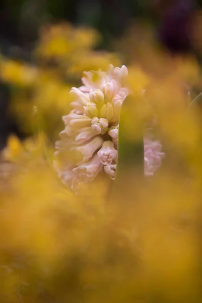 Hyazinthe Ist Eine Pflanzengattung Aus Der Familie Der Spargelgewächse Asparagaceae — Stockfoto