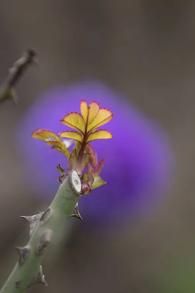 Rosehip Gülgiller Rosaceae Familyasından Bir Bitki Cinsidir Hem Aile Hem — Stok fotoğraf