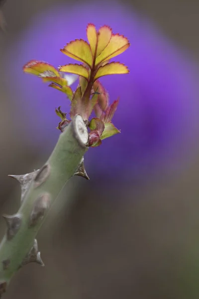 Rosehip Género Botânico Pertencente Família Rosaceae Tanto Família Como Ordem — Fotografia de Stock