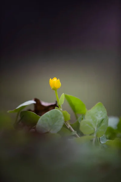 茶树是茶树科 Ranunculaceae 的一年生或多年生草本植物属 水生植物或陆生草本植物 有刺激性 有时有毒的果汁 — 图库照片