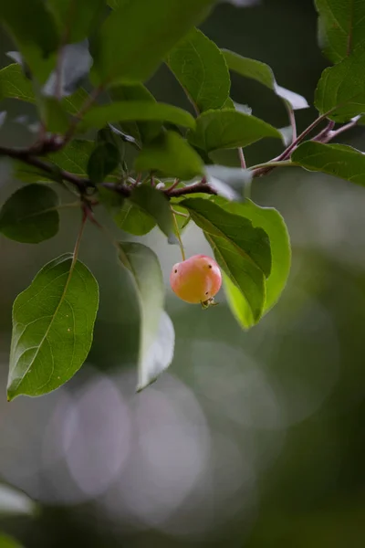 Uma Maçã Uma Fruta Suculenta Uma Macieira Que Consumida Fresca — Fotografia de Stock