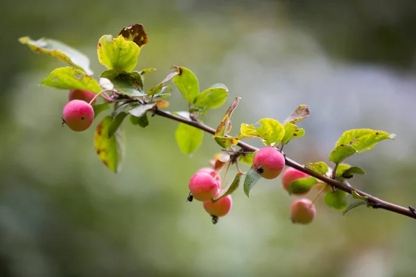 An apple is a juicy fruit of an apple tree, which is eaten fresh, serves as a raw material in cooking and for making drinks. The most widespread is the domestic apple tree, less often the plum-leaved apple tree is grown.