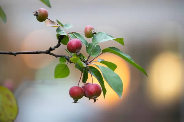 An apple is a juicy fruit of an apple tree, which is eaten fresh, serves as a raw material in cooking and for making drinks. The most widespread is the domestic apple tree, less often the plum-leaved apple tree is grown.