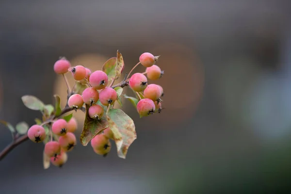 Uma Maçã Uma Fruta Suculenta Uma Macieira Que Consumida Fresca — Fotografia de Stock