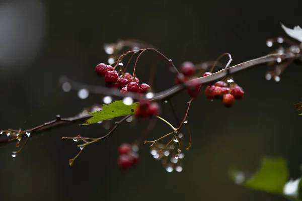 Rowan Género Botânico Pertencente Família Rosaceae Rosaceae — Fotografia de Stock