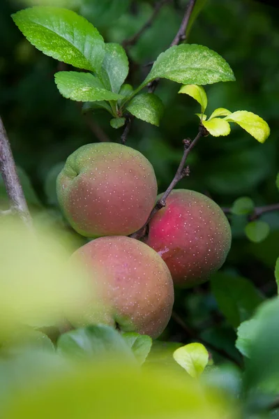 An apple is a juicy fruit of an apple tree, which is eaten fresh, serves as a raw material in cooking and for making drinks. The most widespread is the domestic apple tree, less often the plum-leaved apple tree is grown.