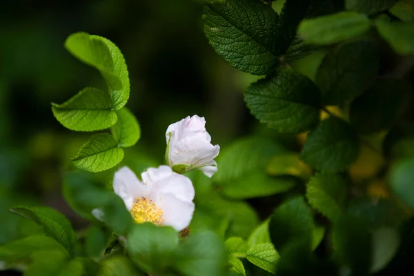 Rosehip Genere Piante Della Famiglia Delle Rosaceae Dell Ordine Delle — Foto Stock