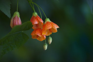 Abutilon