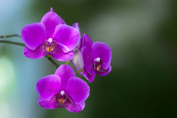 Orchidea na ciemnym tle — Zdjęcie stockowe