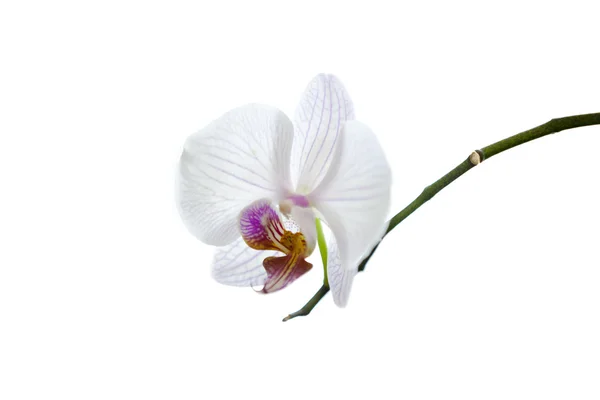 Orquídea sobre fundo branco — Fotografia de Stock