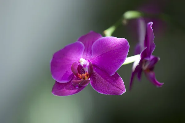 Orquídea no fundo escuro — Fotografia de Stock