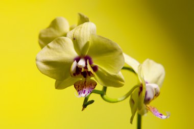 orkide