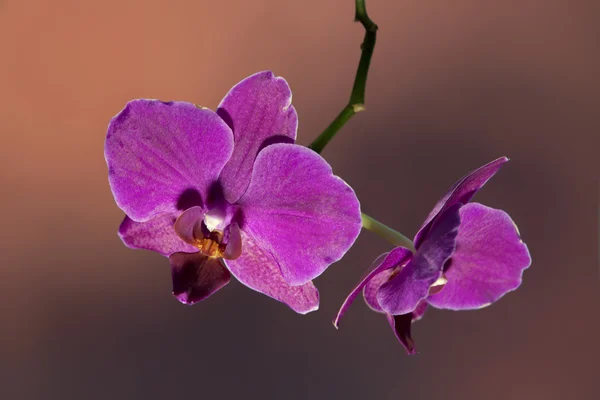 Orquídea — Fotografia de Stock