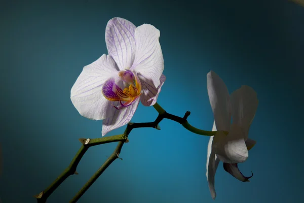 Orquídea — Fotografia de Stock