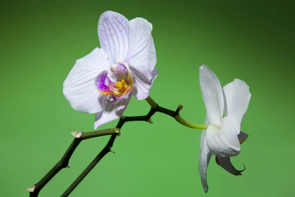 Orquídea — Fotografia de Stock